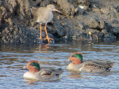 Thumbnail of Green-winged Teal